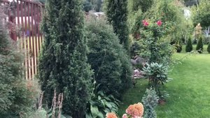 ХВОЙНЫЕ ДЕРЕВЬЯ ДЛЯ ВЕРТИКАЛИ В ЛАНДШАФТНОМ ДИЗАЙНЕ САДА ? БЫСТРОРАСТУЩИЕ, УЗКИЕ И ШИРОКИЕ ?