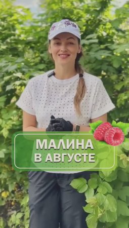 Секреты малины в августе🤫 #питомникрастений #саженцы #малина #сад #огород