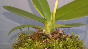 Удобрение орхидей по листу глюкозой посадка манго