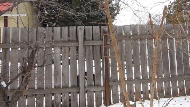 В.Железов. Здоровое дерево - здоровое потомство.