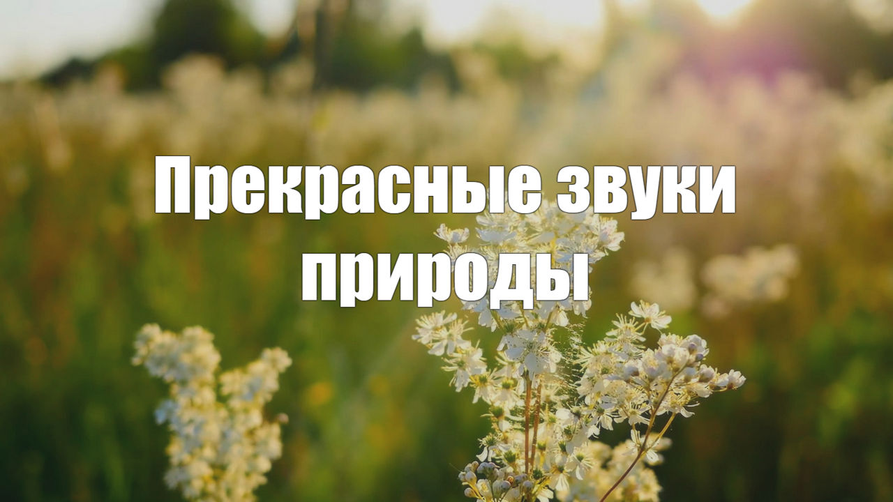 Видео 2 часа. Прекрасные звуки природы (пение птиц, кузнечики, сверчки) для сна