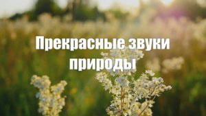 Видео 2 часа. Прекрасные звуки природы (пение птиц, кузнечики, сверчки) для сна
