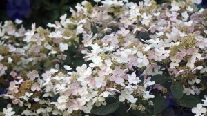 Гортензия Вимс Ред (Wim's Red). Обзор