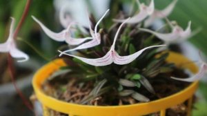Trisetella hoeijeri, Dracula wallisii и Dendrobium Kultana Fancy