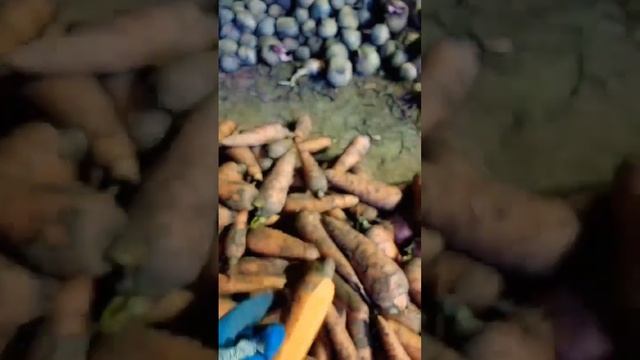 #морковка #опт #купить #рекомендации смотреть онлайн