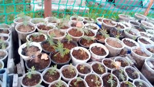 Туи , выращенные из семян, 2-хлетние !)