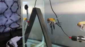 Intro into Breeding Angelfish *Eggs, Wrigglers and Fry*