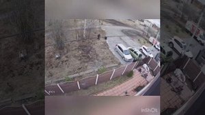 Кошка защищает от собак