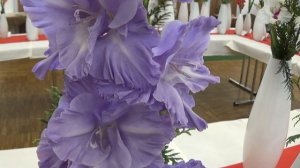 Gladiolus ´Admiral Ušakov´