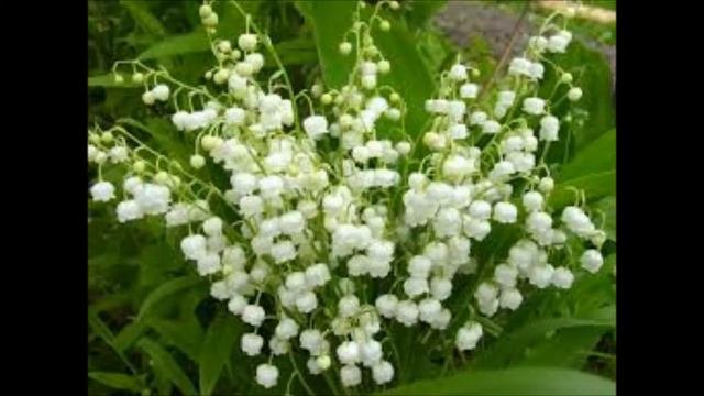 Конвалія