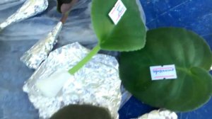 Посылка. Как отправляют листья фиалок