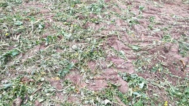 #уборкасвеклы началась ! смотреть онлайн