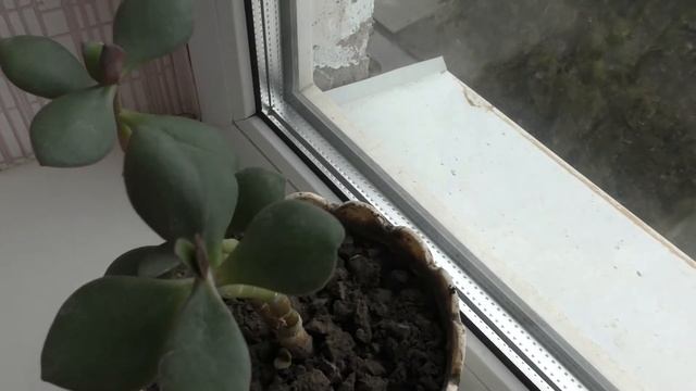 Денежное дерево | Уход и Размножение толстянки