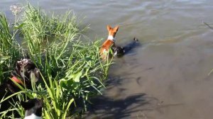 Вой басенджи