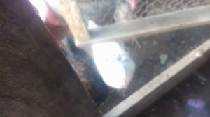 Цыплята светлой Брамы нам 4 месяца