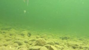 подводное съемка хариуса