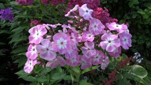 Флокс метельчатый  Eden's Crush (Эден Краш)  -автор не определено