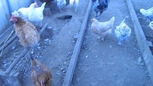 Куры Зимой: Содержание В Теплице