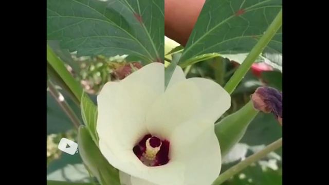 Episode 66: POPULAR Vegetables Eaten In Jamdown (JAMAICA) | IRIE 🇯🇲 #fypシ゚viral #fypシ #asmr #jamaic смотреть онлайн