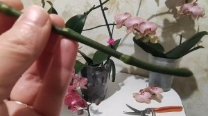 Как вырастить Детку Орхидеи на срезанном Цветоносе