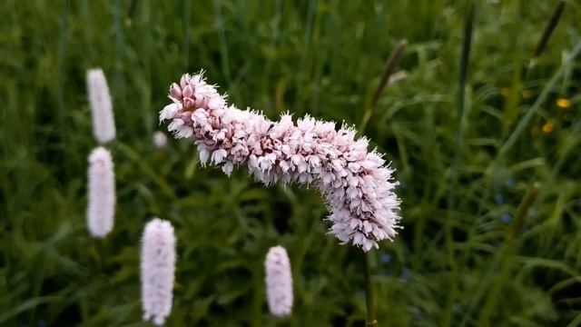 Горец змеиный ( Змеевик большой). Дикорастущее лекарственное растение! смотреть онлайн