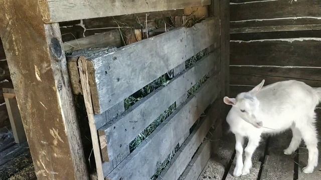 Жизнь в деревне. Строю стойла для Козлов в стайке. смотреть онлайн