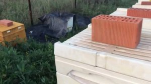 Обработка от клеща, подготовка к закорму.