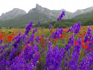 Цветущий дельфиниум в поле маков!