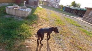 Дворняжки газуют на Питбуля / Занятия с Питбулями / Прогулка с Питбулем / Кошка напала на Араба