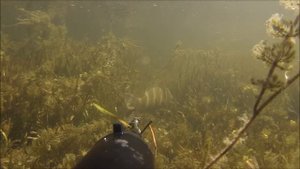 Подводная охота на сазана, раскаты дельта Волги