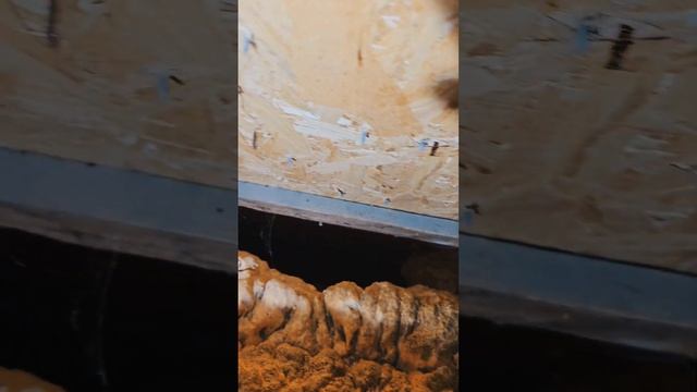 ?Дом утеплен пеной! что стало с polynor через 5 лет! #утепление #сам #утеплениедома смотреть онлайн