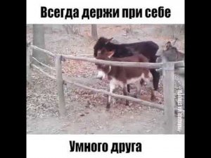 Хорошо иметь умного друга