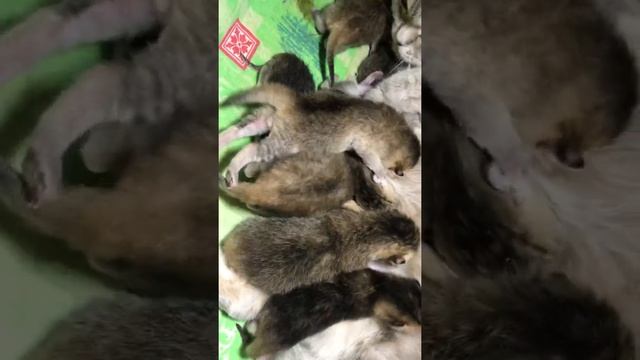Кошка окотилась девятью котятами . Окрас золотая шиншилла. День третий  .