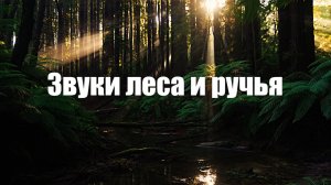 Звук природы. Шум леса и ручья