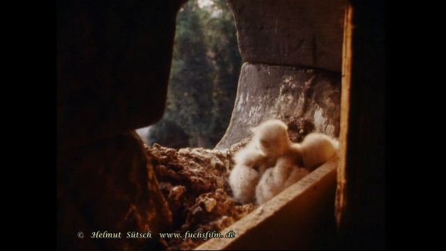 Kulturfolger Turmfalke – Doku 16 mm Film  (c) 1999