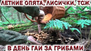 ?ЗА ГРИБАМИ В ДЕНЬ ГАИ 3 ИЮЛЯ?ЛЕТНИЕ ОПЯТА, ЛИСИЧКИ И ТСЖ В ПОДМОСКОВЬЕ