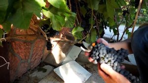 Школа виноградарей Тюмени