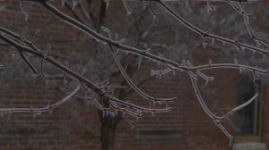 В. Цыганова – Гроздья рябины