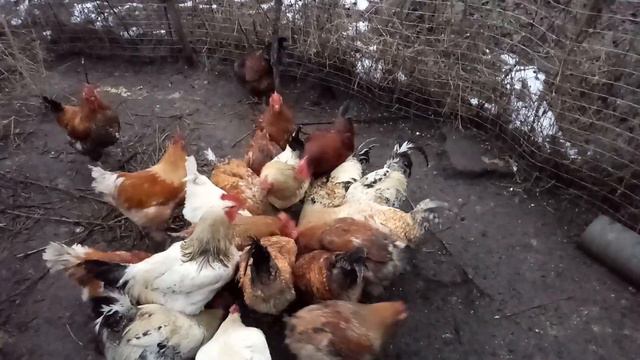 Как вычислить кандидата в Петушарне смотреть онлайн