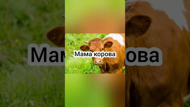 Оранжевая корова в реальной жизни! #Sports #оранжеваякорова