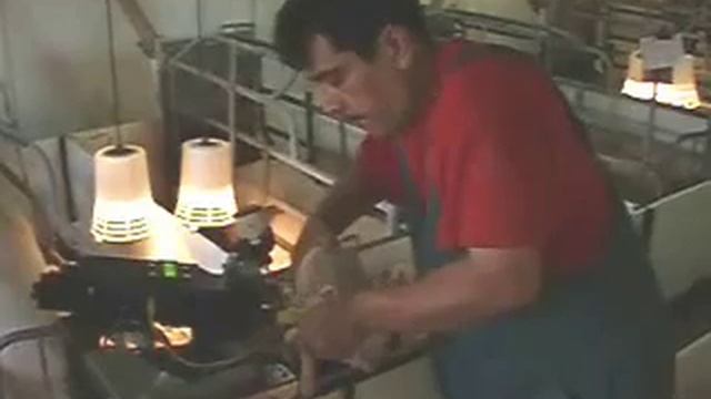 Heberex, handsfree naaldloos vaccineren biggen смотреть онлайн