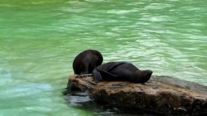 Earless seal in the Berlin Zoo