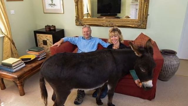 Осел чуть не стал собакой смотреть онлайн