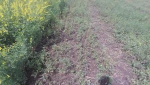 Наше утро в полях собираем Донник мёд чудесный