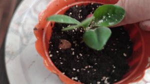 Как размножить фикус микрокарпа