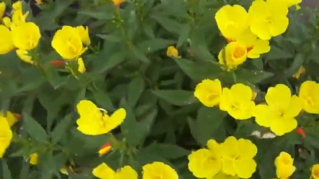 Мамины цветы | The garden of my mother смотреть онлайн