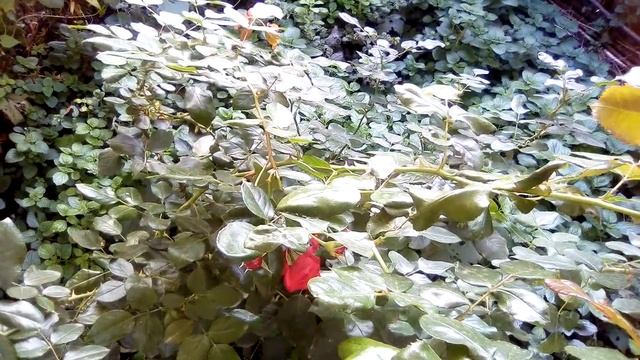 Почему я не обрезаю розы осенью, мой опыт. Ошибки, которые допускают при осенней обрезке роз. смотреть онлайн