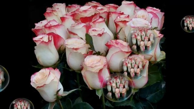 С днём рождения,Алёна! смотреть онлайн