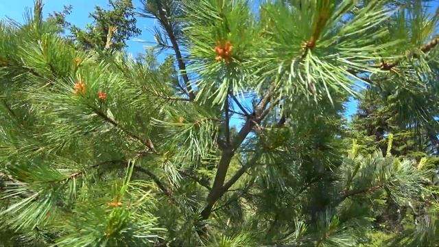 Обзор Сахалинского "стланика"(сосны). смотреть онлайн