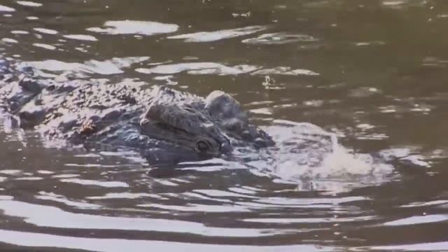 Правдивая Правда о Крокодиле смотреть онлайн